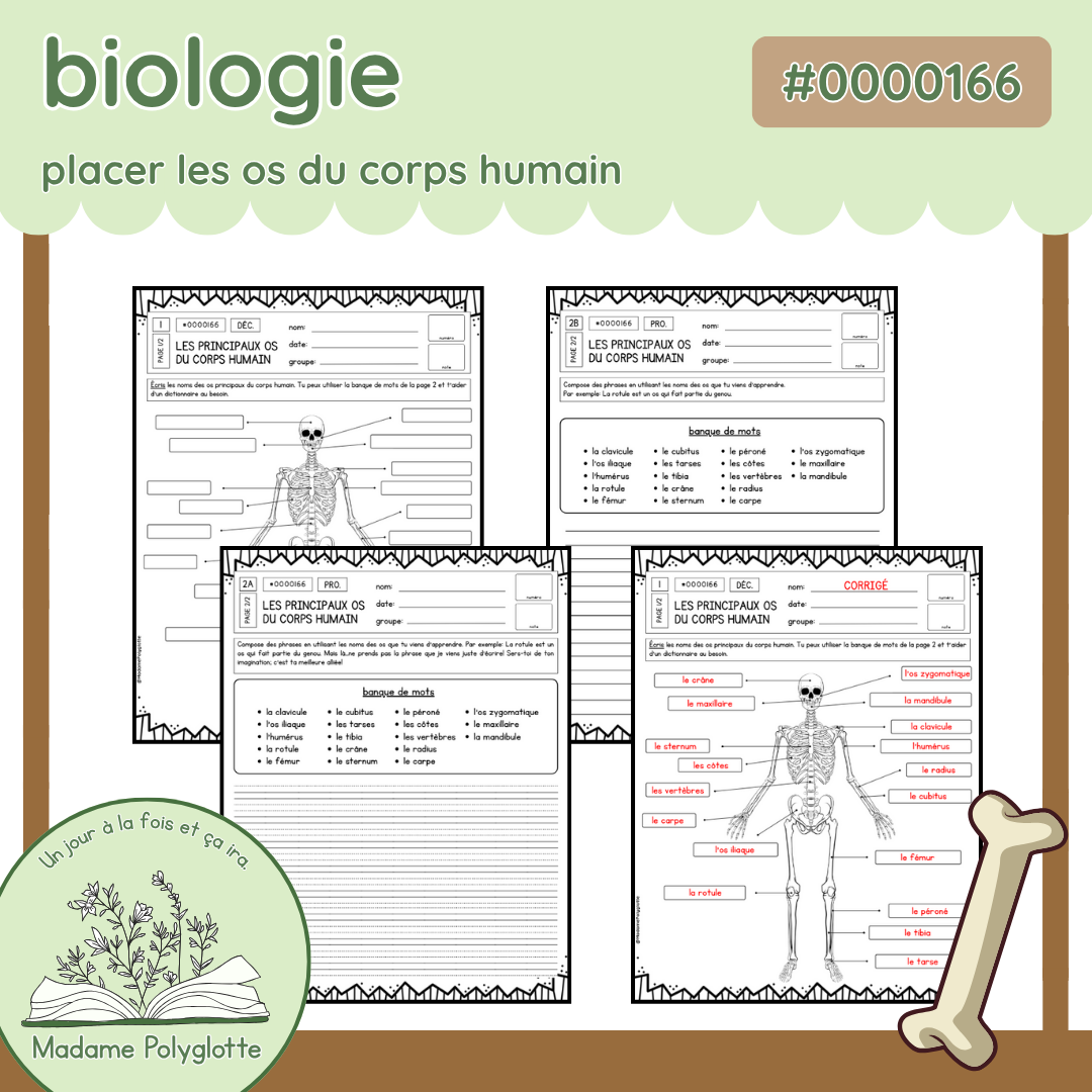 0000166 - Les principaux os du corps humain